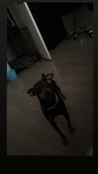 Lost Male Dog last seen Pioneer and Royal, Bakersfield, CA 93306