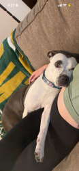 Lost Female Dog last seen Believe middle school, Memphis, TN 38104
