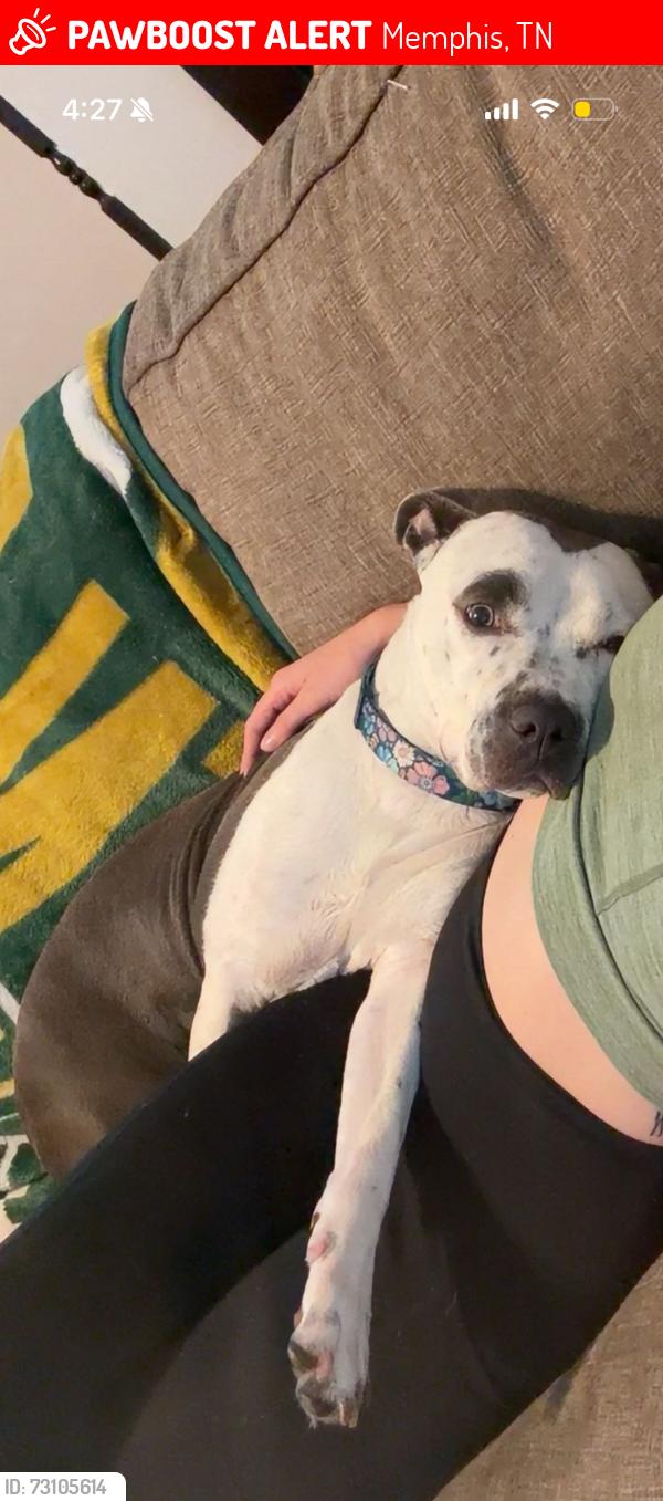 Lost Female Dog last seen Believe middle school, Memphis, TN 38104