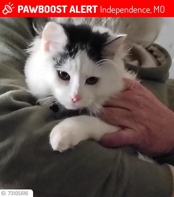 Lost Male Cat last seen Brookside, Independence, MO 64053