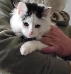 Lost Male Cat last seen Brookside, Independence, MO 64053