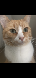 Lost Female Cat last seen Coral springs close, Calgary, AB T3J