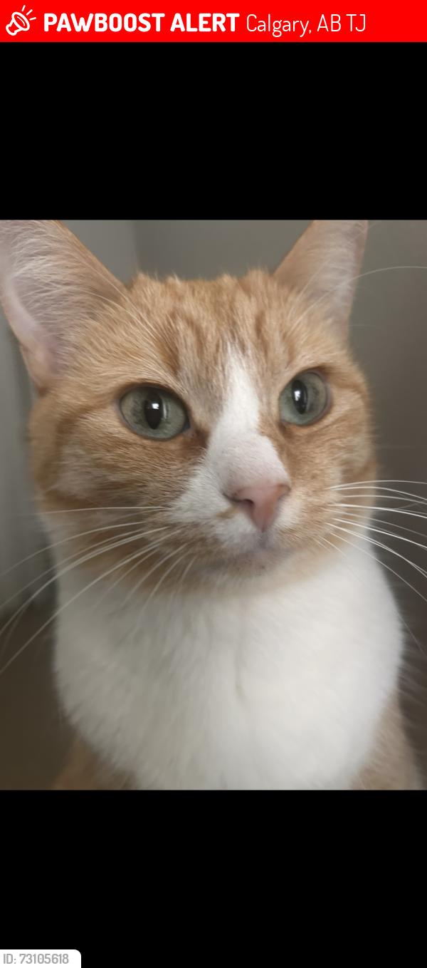 Lost Female Cat last seen Coral springs close, Calgary, AB T3J