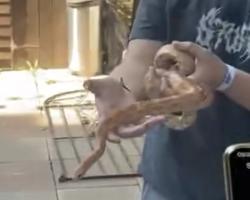 Found/Stray Unknown Reptile last seen Sw23ht, Greater London, England SW2 3HT