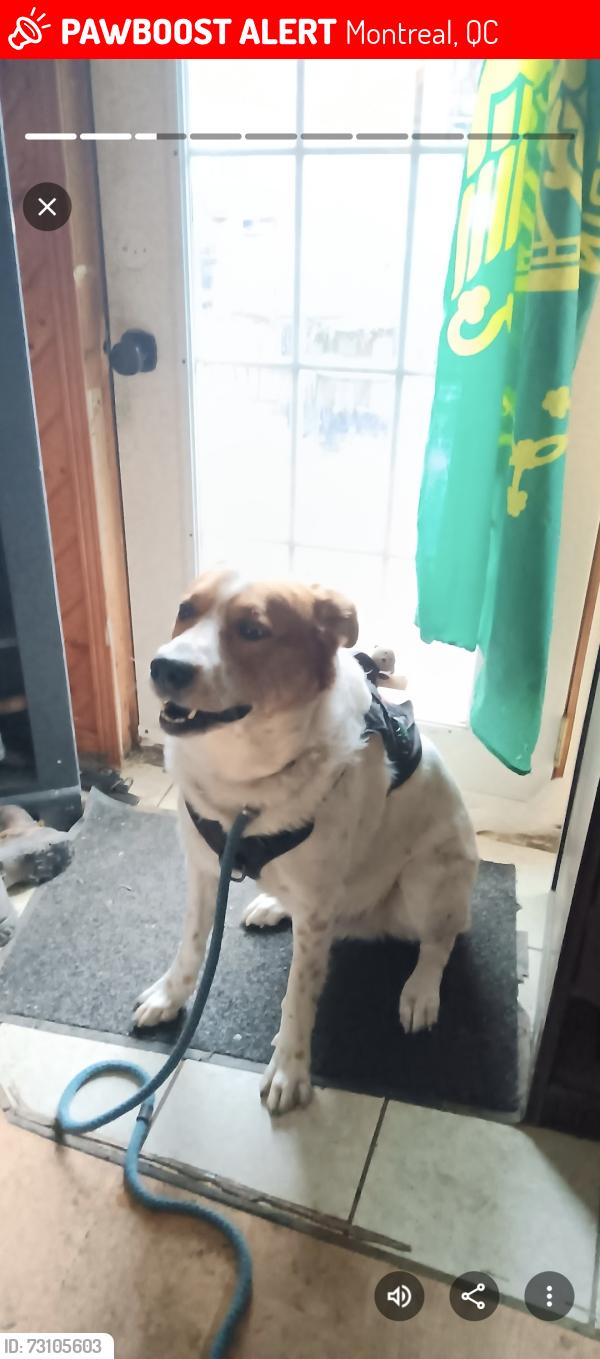 Lost Male Dog last seen Hocolaga, Montreal, QC 