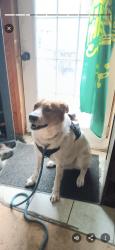 Lost Male Dog last seen Hocolaga, Montreal, QC 