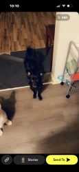 Lost Female Dog last seen Taylor st & Capital dr, Riverside, CA 92503