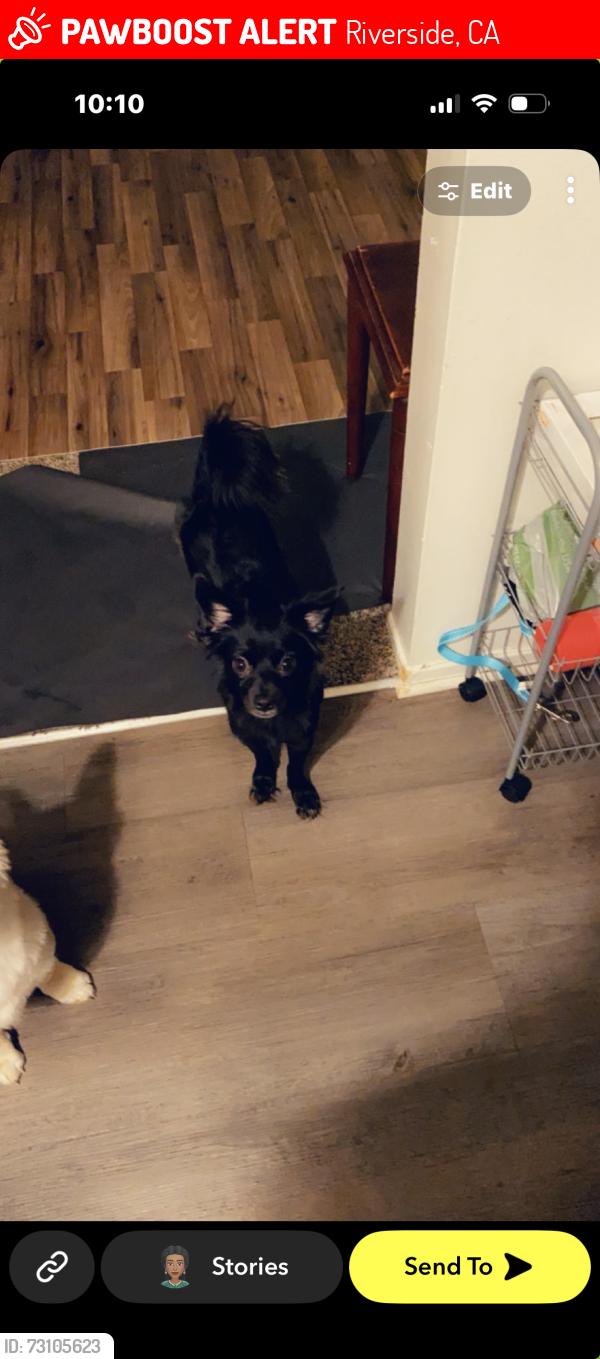 Lost Female Dog last seen Taylor st & Capital dr, Riverside, CA 92503