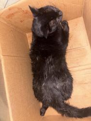 Found/Stray Female Cat last seen CR 48, Iowa Colony, TX 77583