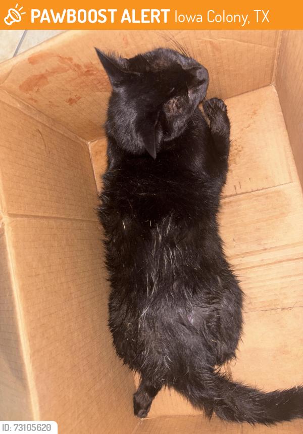 Found/Stray Female Cat last seen CR 48, Iowa Colony, TX 77583