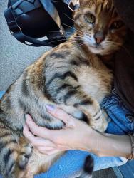Reunited Female Cat last seen Tennyson and Glad Tidings, Hayward, CA 94544