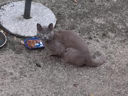 Found/Stray Unknown Cat last seen Near cricket club, Bradfield, England NR28 0AB