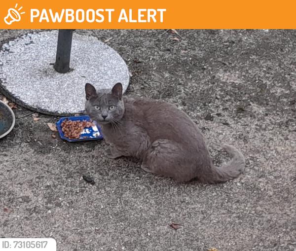Found/Stray Unknown Cat last seen Near cricket club, Bradfield, England NR28 0AB