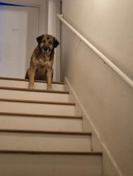 Reunited Female Dog last seen Medical center, San Antonio, TX 78240