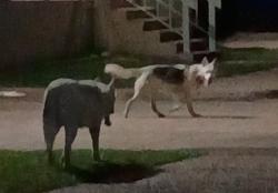 Found/Stray Unknown Dog last seen Skillman Rd, Dallas, TX 75230
