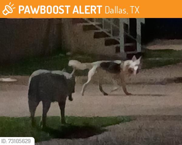 Found/Stray Unknown Dog last seen Skillman Rd, Dallas, TX 75230