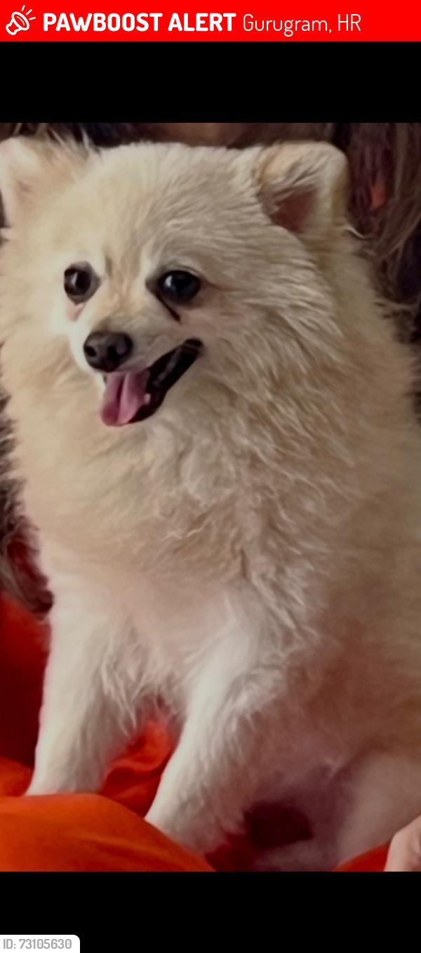Lost Male Dog last seen Behind Heritage school, Gurugram, HR 