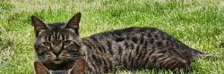 Reunited Female Cat last seen Golf club, Perton, England 