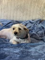 Reunited Female Dog last seen Near Allesandro street, Los Angeles, CA 90039
