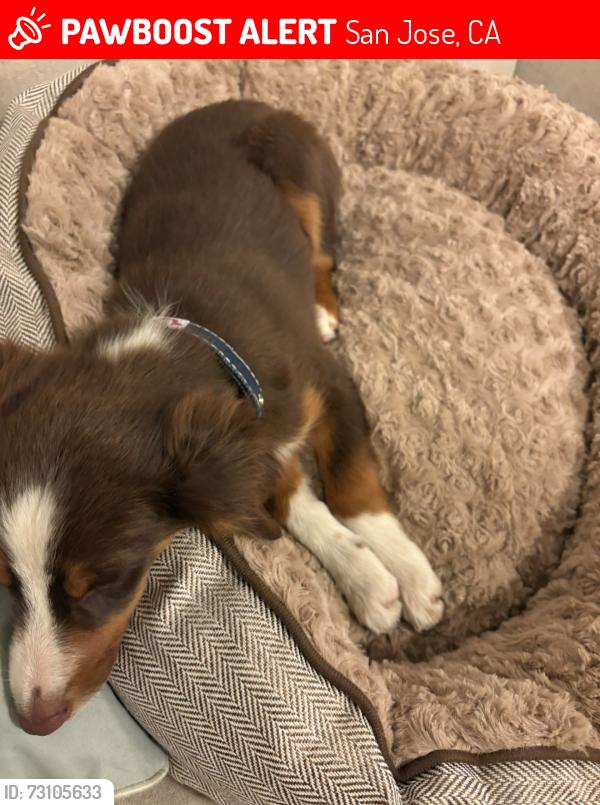 Lost Male Dog last seen Story and white Rd, San Jose, CA 95127