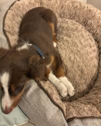 Lost Male Dog last seen Story and white Rd, San Jose, CA 95127