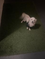 Found/Stray Male Dog last seen Vine & Hollenbeck, West Covina, CA 91791