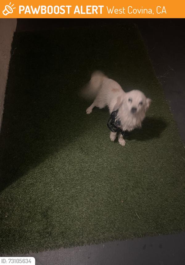 Found/Stray Male Dog last seen Vine & Hollenbeck, West Covina, CA 91791