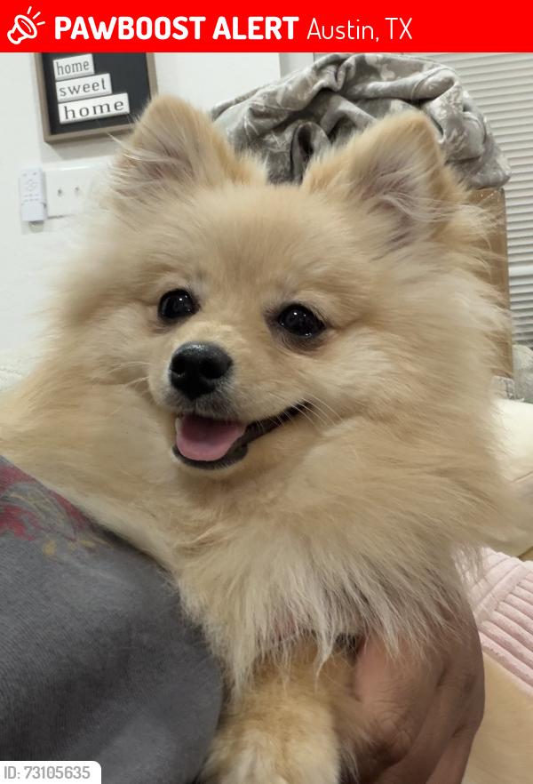 Lost Female Dog last seen I'm the neighborhood she got lost, Austin, TX 78728