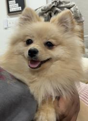 Lost Female Dog last seen I'm the neighborhood she got lost, Austin, TX 78728