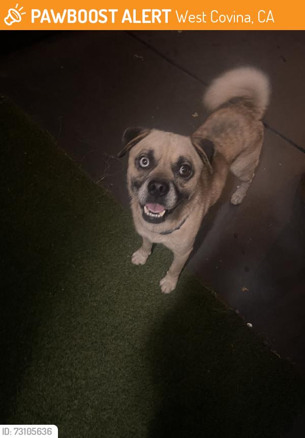 Found/Stray Male Dog last seen Vine & hollencrest, West Covina, CA 91791