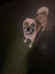 Found/Stray Male Dog last seen Vine & hollencrest, West Covina, CA 91791