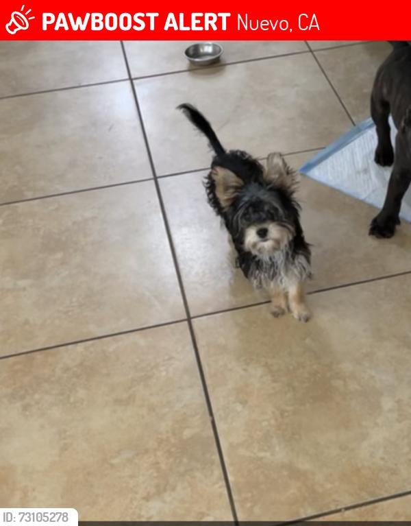 Lost Female Dog last seen 11th st, apricot, electric, sunset Ave, Nuevo, CA 92567