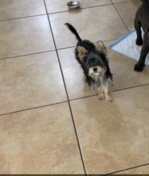 Lost Female Dog last seen 11th st, apricot, electric, sunset Ave, Nuevo, CA 92567