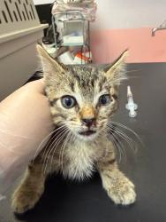 Shelter Stray Male Cat last seen Bexar County, 3353 Morningside Dr, New Braunfels, TX 78132, USA