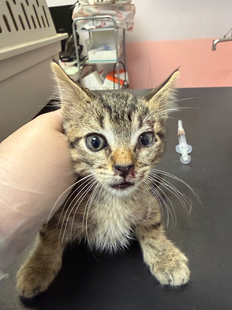 Shelter Stray Male Cat last seen Bexar County, 3353 Morningside Dr, New Braunfels, TX 78132, USA