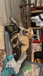 Reunited Male Dog last seen N/A, Midland, TX 79703