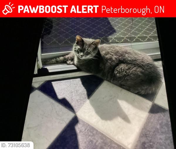 Lost Male Cat last seen Easthill, Peterborough, ON 
