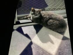 Lost Male Cat last seen Easthill, Peterborough, ON 