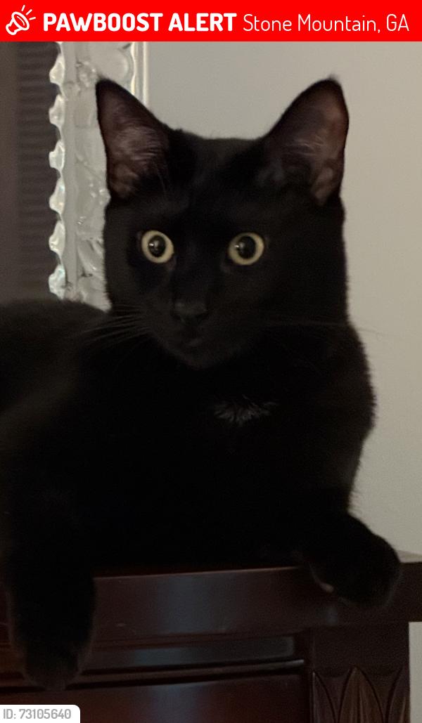 Lost Male Cat last seen Mountain Glen, Stone Mountain, GA 30083