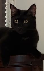 Lost Male Cat last seen Mountain Glen, Stone Mountain, GA 30083