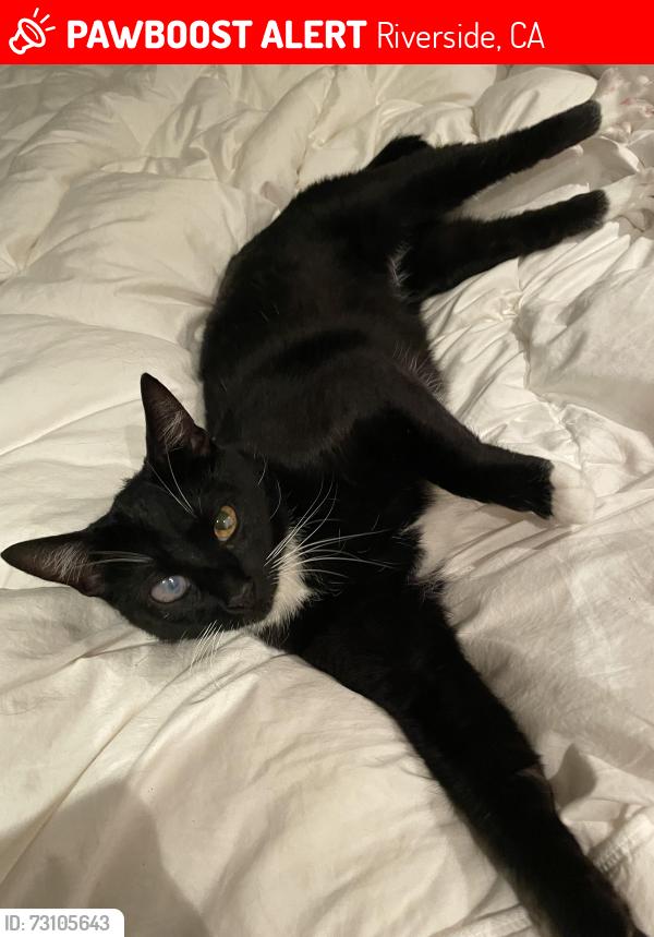 Lost Male Cat last seen Estancia apmts, Riverside, CA 92508