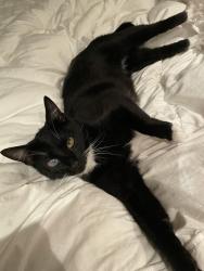 Lost Male Cat last seen Estancia apmts, Riverside, CA 92508
