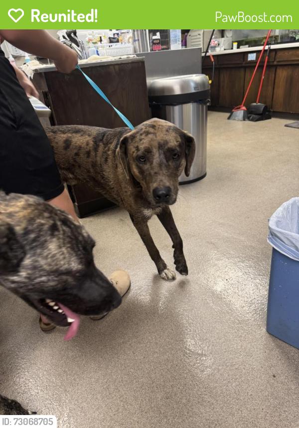 Reunited Male Dog last seen Rockwell Britton Road, Oklahoma City, OK 73132