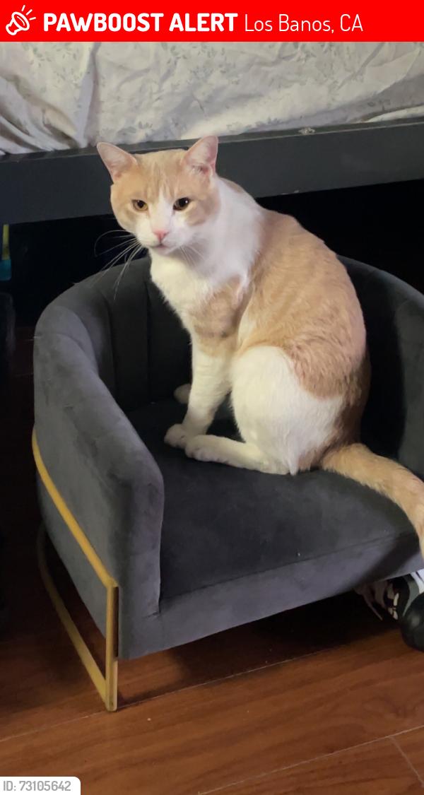 Lost Male Cat last seen W Pacheco Blvd, Los Banos, CA 93635, Los Banos, CA 93635