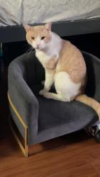 Lost Male Cat last seen W Pacheco Blvd, Los Banos, CA 93635, Los Banos, CA 93635
