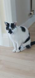 Lost Female Cat last seen Telford street, Kingston upon Hull, England HU9 3DZ