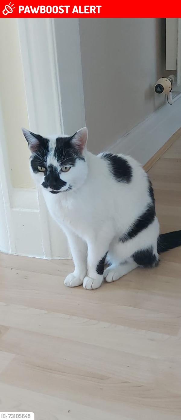 Lost Female Cat last seen Telford street, Kingston upon Hull, England HU9 3DZ