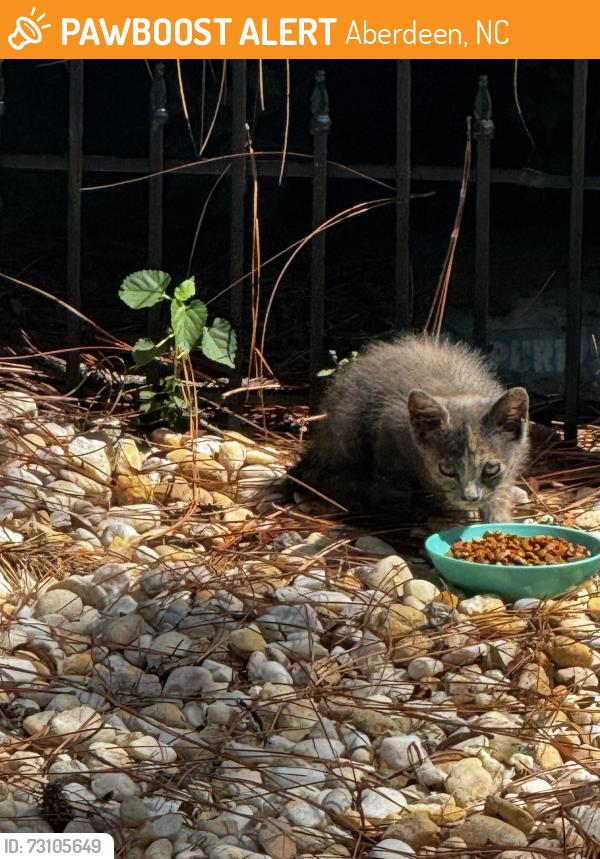 Found/Stray Unknown Cat last seen Texas Roadhouse, Aberdeen, NC 28315