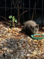 Found/Stray Unknown Cat last seen Texas Roadhouse, Aberdeen, NC 28315
