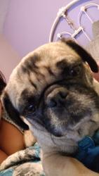 Lost Female Dog last seen Near Acapulco CT san Bernardino CA 92407, Muscoy, CA 92407